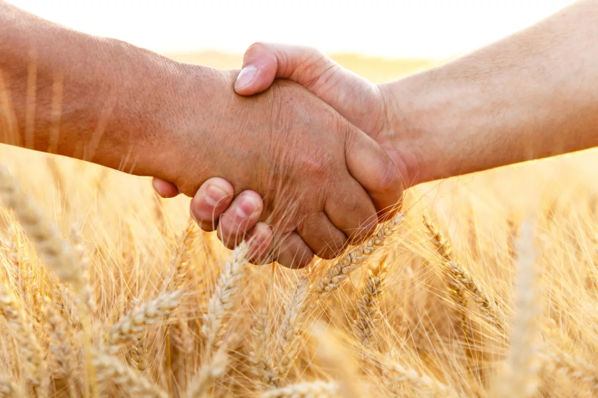 anlasma-bugday-tarlasi